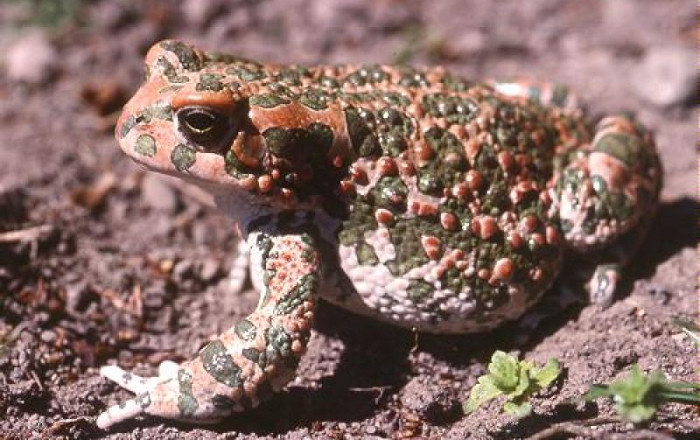 Amphibian Venoms