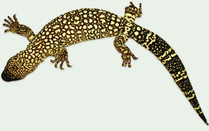 Lizard Venoms