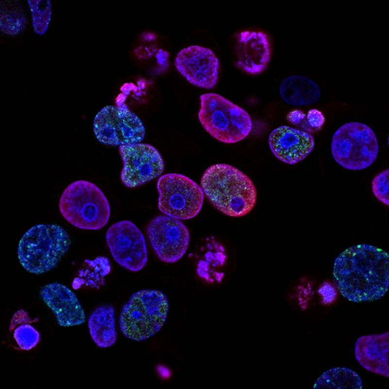 Recombinant Toxins
