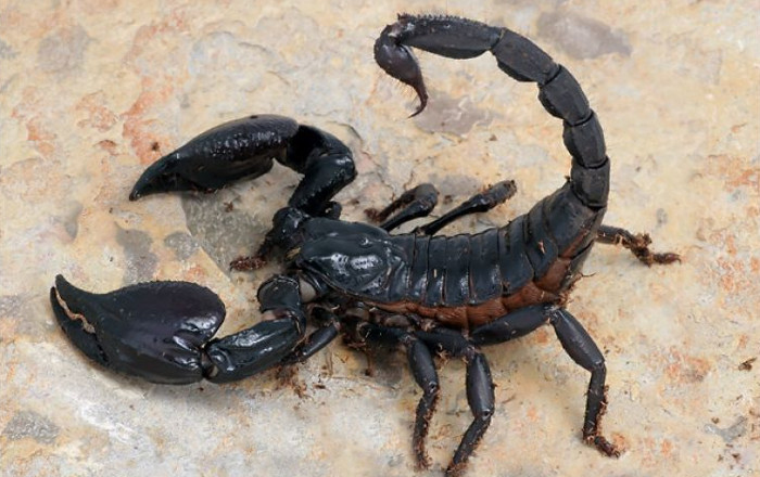 Scorpion Venoms