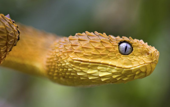 Snake Venoms