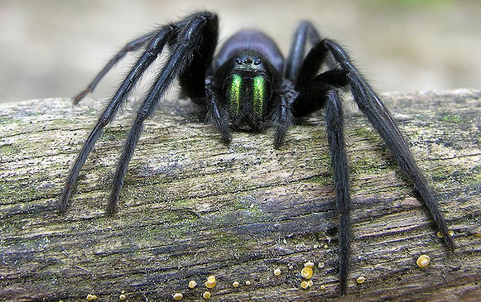 Spider Venoms